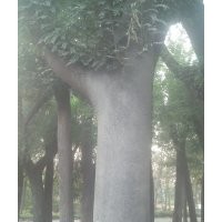 垂柳國(guó)槐白蠟合歡皂角等綠化苗木