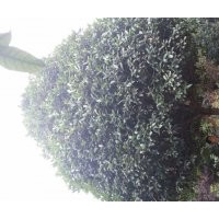 四川桂花、高桿桂花、桂花基地、成都桂花——苗幫手