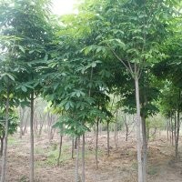 七葉樹培育基地.七葉樹報價.七葉樹價格