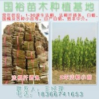 出售法桐小苗3公分|5公分速生法桐山東濟寧價格