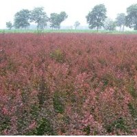 大葉黃楊，紅葉石楠，小葉女貞，小葉黃楊