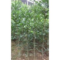 20公分高桂花樹苗價格0.45元，1米高桂花樹苗價格8毛，1.8米高桂