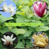 1米高玉蘭苗最早開(kāi)花白紫黃玉蘭花苗玉蘭苗價(jià)格