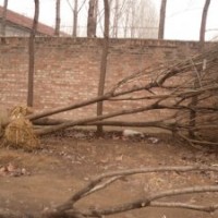 大量供應(yīng)15公分-25公分優(yōu)質(zhì)國槐