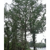 四川銀杏樹(shù)