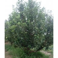 13-15公分京紅海棠樹