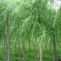 國槐,雪松,白皮松,油松,大葉女貞