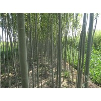 供應(yīng)新疆楊苗 五角楓苗 垂柳苗