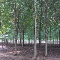 特供10公分濟寧速生法桐 10公分法國梧桐價格 臨沂法桐價格