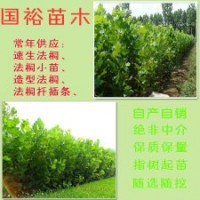 常年供應(yīng)速生法桐米徑8公分法桐河北廊坊價(jià)格表