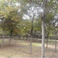 出售 紅舉 舉樹