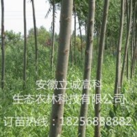 竹柳9901 竹柳3號(hào)，竹柳工程苗，竹柳快繁苗