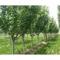 銷售綠化苗木櫻花,海棠,小龍柏