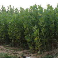 供應(yīng)優(yōu)質(zhì)速生法桐小苗