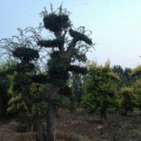 保護(hù)我國大型樹木的方法措施