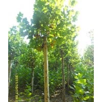 本公司常年供應(yīng)不同規(guī)格法桐.國槐.白臘.及大量的小苗~