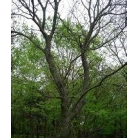 黃連木價格精品黃連木優(yōu)質(zhì)黃連木銷售