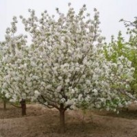 八棱海棠樹苗木