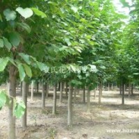 供應大規(guī)格紅白玉蘭