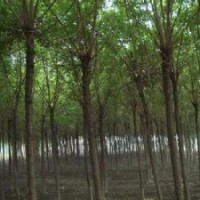 15公分重陽木精品重陽木，重陽木精品 主要銷售