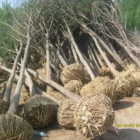 山東鄆城魯苑苗圃基地始終本著“以市場(chǎng)為導(dǎo)向，以客戶為至上”的