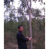 供應(yīng)椿樹 千頭椿7到10公分