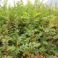 紫薇報價優(yōu)質(zhì)紫薇產(chǎn)地直銷南京我8公分后