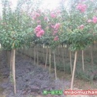 低價(jià)供應(yīng)百日紅1~5公分