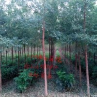 北欒苗，國(guó)槐苗，椿樹苗，榆樹苗等。。。。