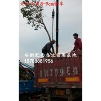 安徽合肥烏桕、肥西烏桕供應(yīng)商、肥西苗木基地烏桕、最近價格紅葉