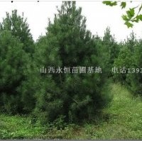 白皮松，油松苗，側(cè)柏苗，核桃苗，棗樹苗