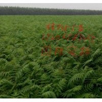 北欒苗，國(guó)槐苗，椿樹苗，榆樹苗等。。。。