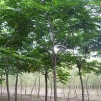 苗圃直銷15公分欒樹價格江蘇欒樹產地