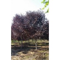 河北8公分加拿大紅櫻，9公分加拿大紅櫻，10公分加拿大紅櫻，