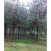 北京14公分國(guó)槐價(jià)格 北京15公分國(guó)槐價(jià)格