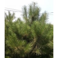 供應(yīng)2米油松苗2米油松苗2米油松苗2米油松苗價格