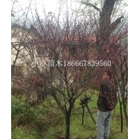 農戶低價供應紅楓