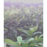 批發(fā)木瓜苗，枇杷，桂花，側(cè)柏苗