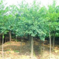 米徑3公分杜英、米徑3公分香樟