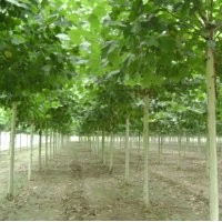 供應(yīng)速生法桐，速生白蠟，速生國槐，速生法桐小苗，欒樹