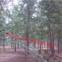 求購(gòu) 供應(yīng)山東10 12 15 16 18 20 21 23 24 25公分銀杏樹(shù)