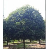 長(zhǎng)期供應(yīng)：各規(guī)格桂花，金桔等綠化苗木