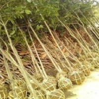 供應(yīng)桂花價格 1-3米冠桂花報價 浙江桂花價格