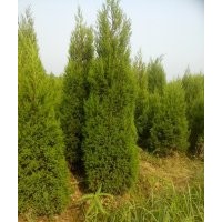 大量供應(yīng)蜀檜