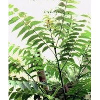 運城臭椿苗木供應