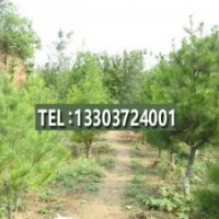 供應(yīng)油松、造型松、白皮松、銀杏、油松 黃連木 楸樹(shù) 南北欒 黃櫨