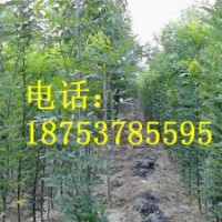 3米國(guó)槐小苗