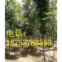 4公分北欒樹(shù)