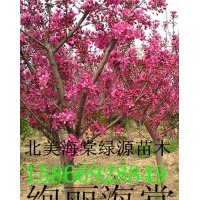 絢麗海棠，紅寶石海棠，王族海棠，凱爾斯海棠