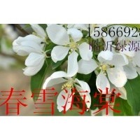 春雪海棠，開心果海棠，紅葉海棠